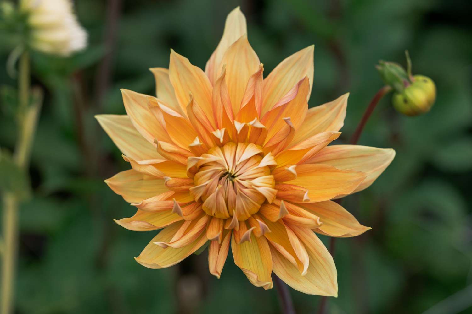 Daalia 'Hamari Gold'